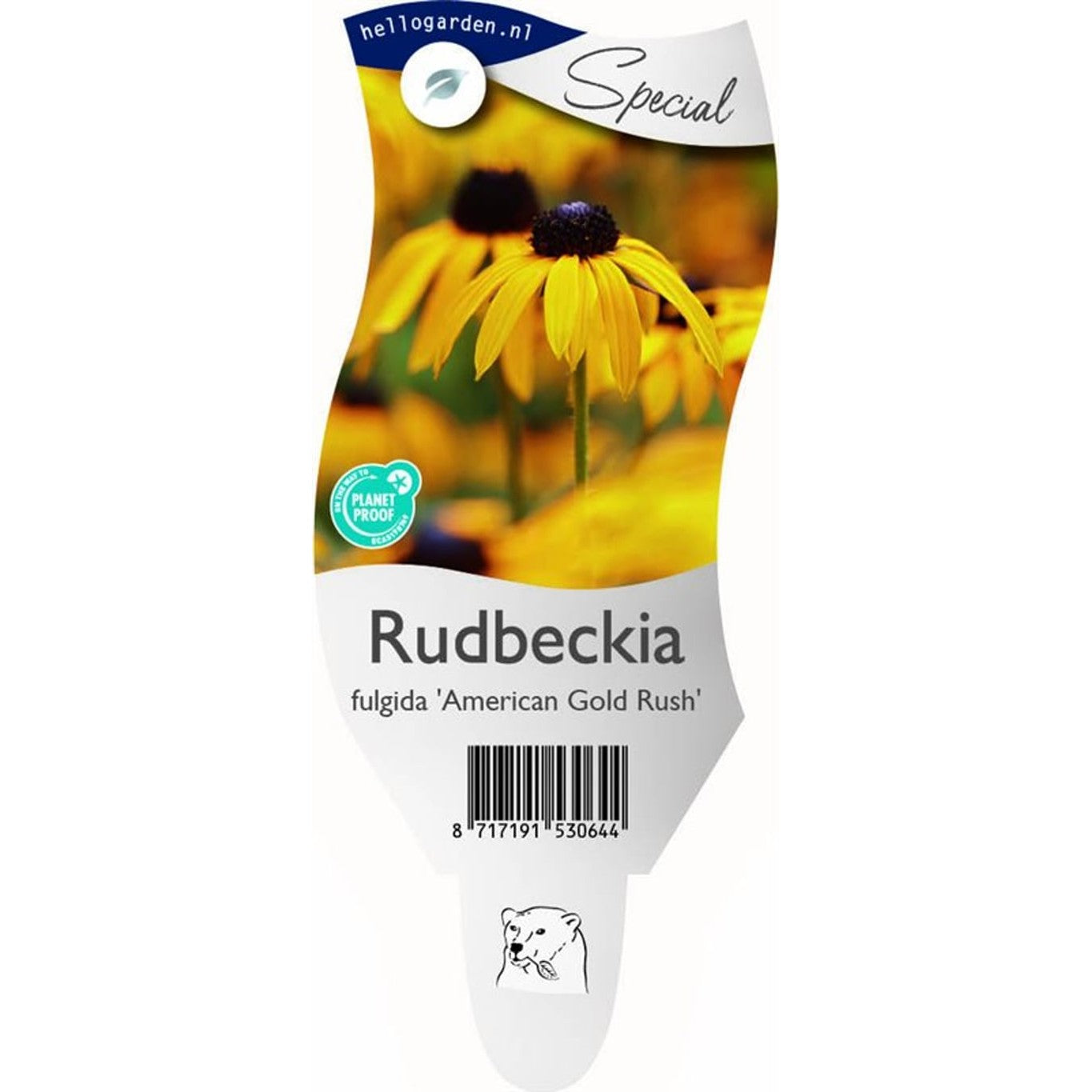 Strålrudbeckia – Rudbeckia fulgida 'American Gold Rush' - P11